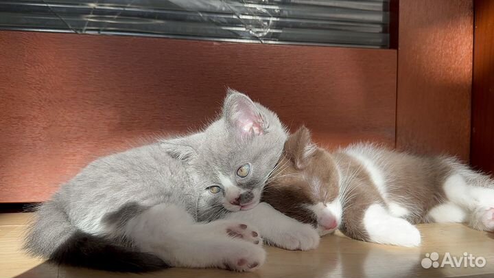 Шотландские котята