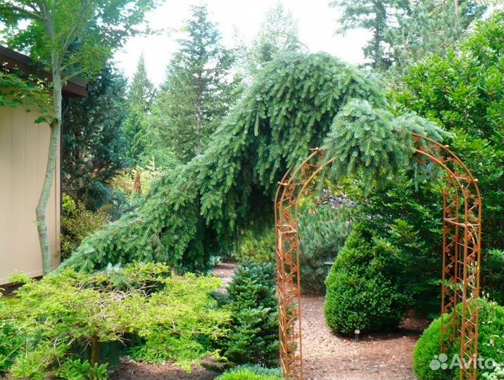 Лиственница японская пендула штамб