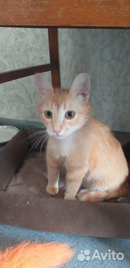 Рыжая чудо девочка