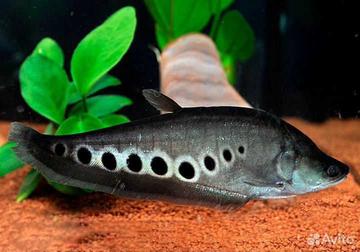 Глазчатый нож