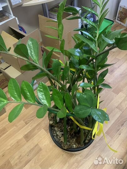 Замиокулькас