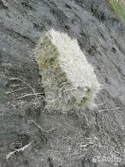 Сено степное