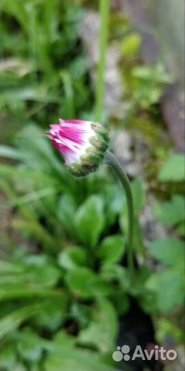 Цветы для сада, маргаритки