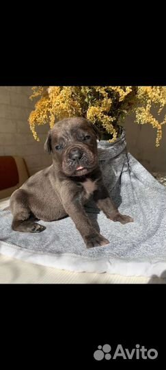 Щенки итальянского кане корсо