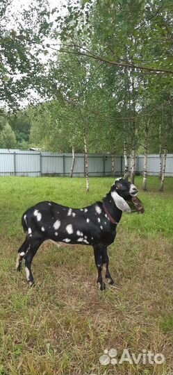 Нубийские козы