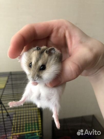 Джунгарский хомяк