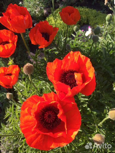 Мак восточный