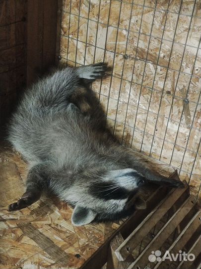 Енот полоскун