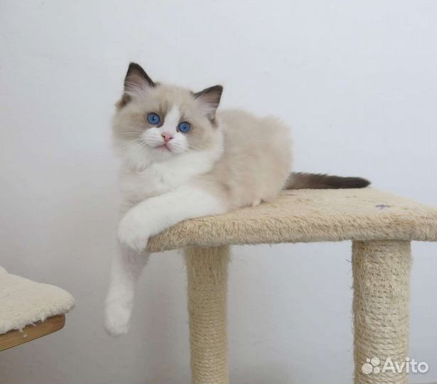 Котята Рэгдолл