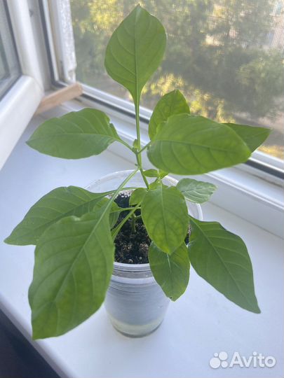 Кроссандра