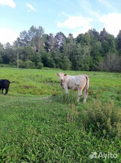 Телята абердин ангус и ангус смесь шерале