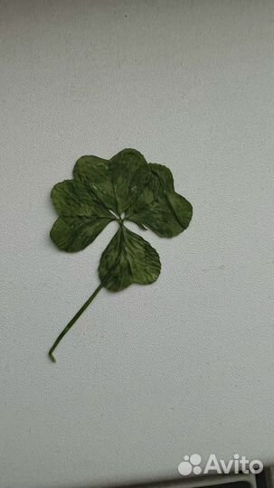 Продам клевер 2, 4,5 листный уже высушенный