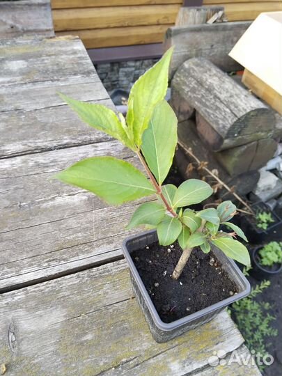 Спирея голден принцесс, серая, вейгела