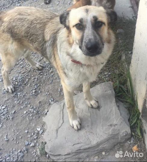 Собаки в добрые руки