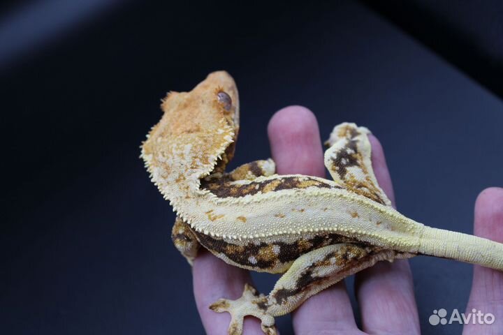 Гекконы бананоеды, лили вайт, Liiiy White