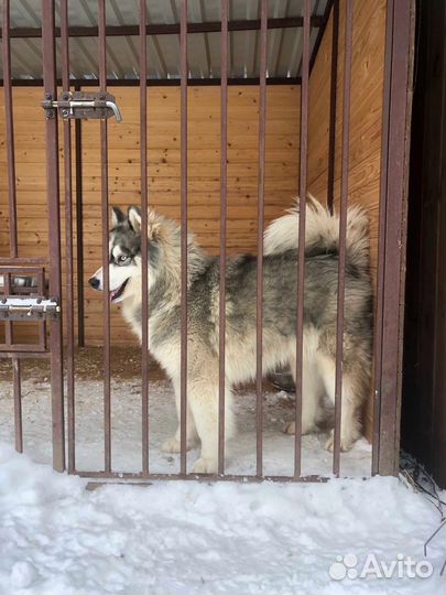 Передержка собак