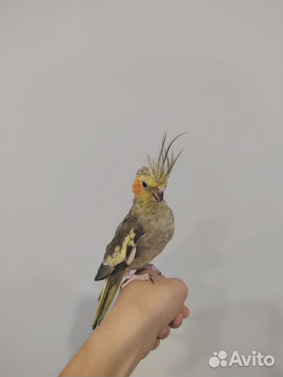 Попугай корелла девочка