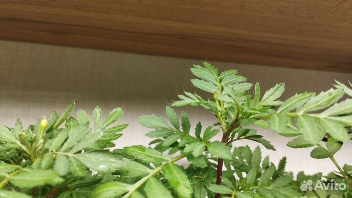 Рассада бархатцев