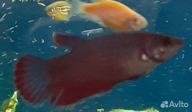 Аквариумные рыбки