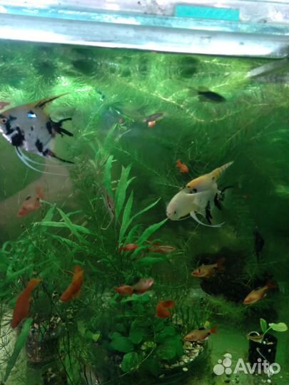 Скалярии. Пары семейные