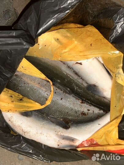 Свежая рыба нерка
