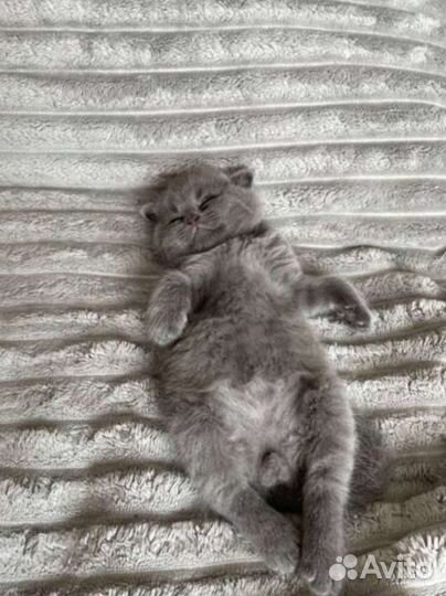 Шотландский вислоухий котенок