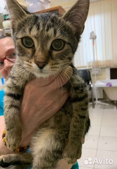 Котята подростки. 4м. Из клетки. Москва