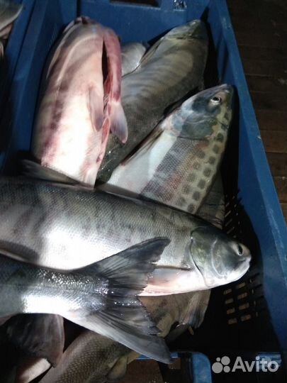 Кета свежемороженная розница
