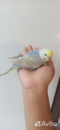 Птенцы волнистый попугай