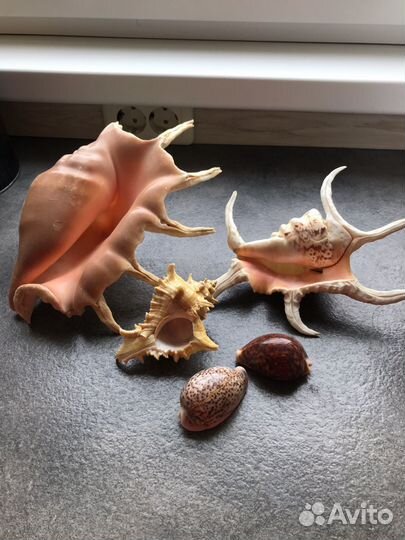 Морские ракушки раковины