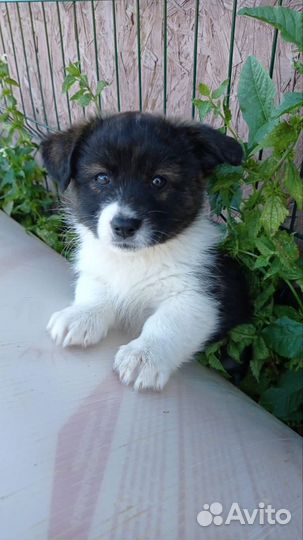 Щенок в добрые руки бесплатно