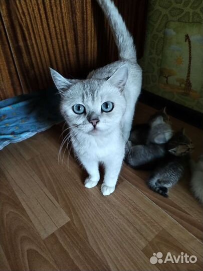 Британские котята шиншилла