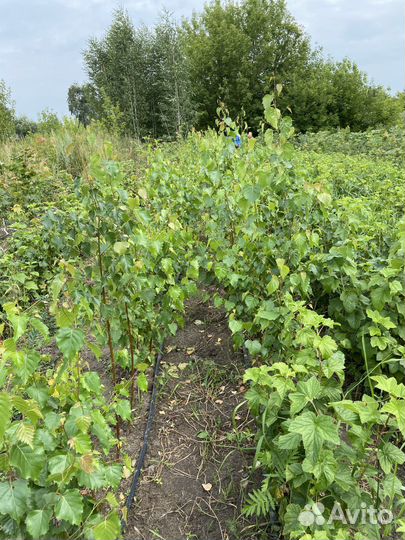 Саженцы березы