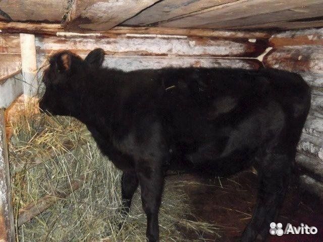 Быки живым весом