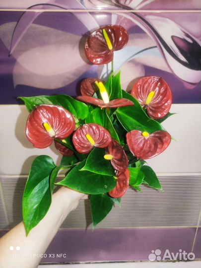 Антуриумы разных сортов