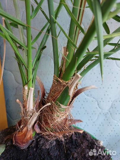 Финиковая пальма 2 шт