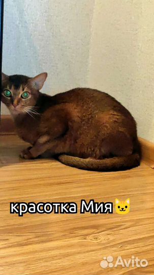 Передержка животных, домашняя гостиница