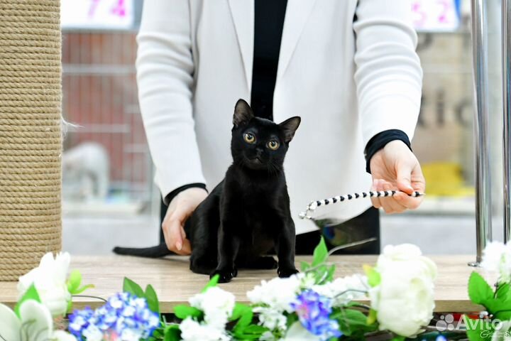 Бомбейская кошка