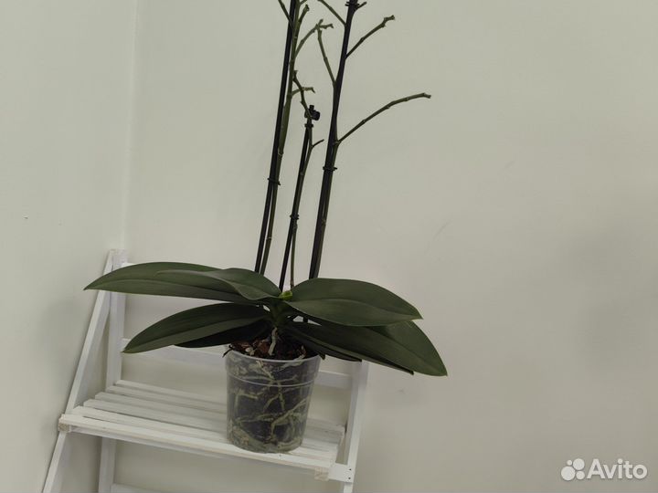 Орхидея фаленопсис