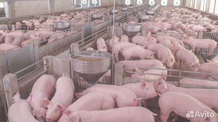 Комбикорм для свиней от производителя с доставкой