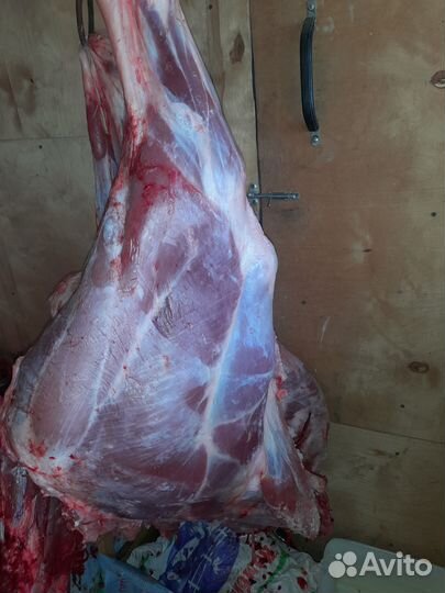 Мясо молодого бычка(телятина)