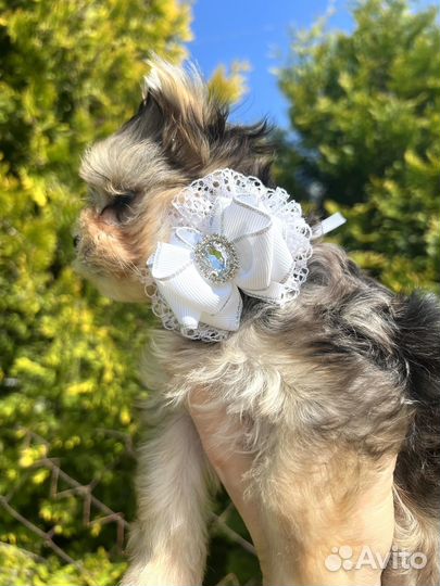 Очень красивая голубоглазая куколка