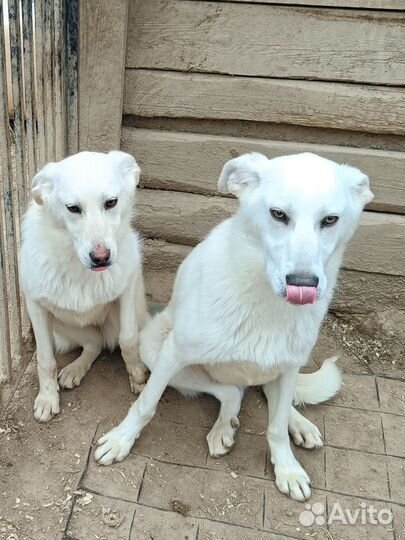 Белые щеночки в поисках дома