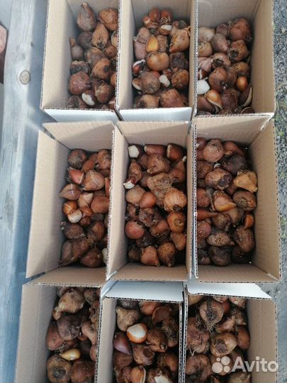 Луковицы тюльпана Password