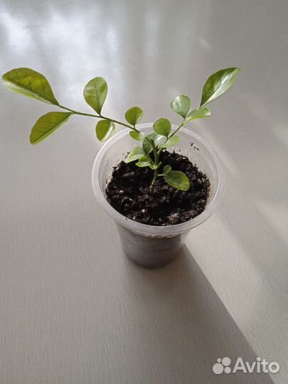 Саженцы комнатной мурайи