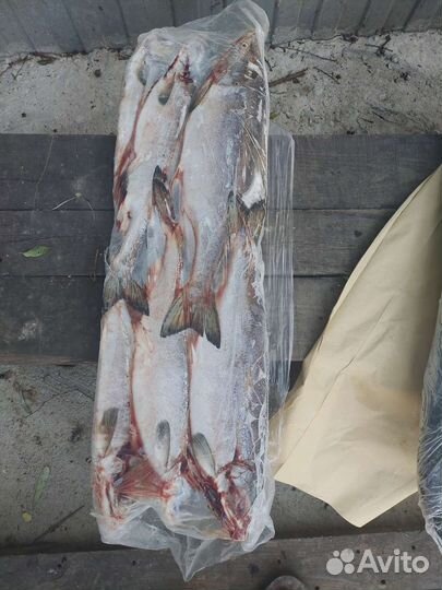Кета свежемороженая