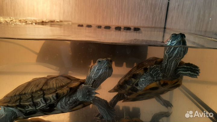 Красноухая черепаха вместе с аквариумом, кормом, ф