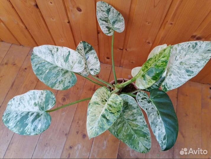 Филодендрон гигантум Blizard вариегатный