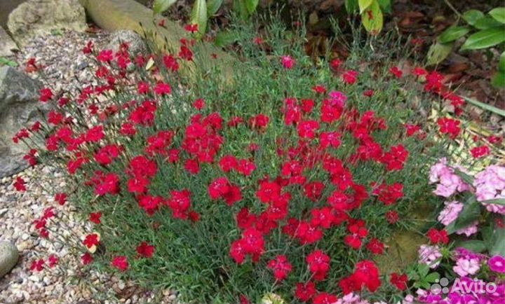 Флокс шиловидный, вербейник, почвопокровники