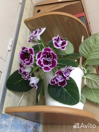 Цветы комнатные